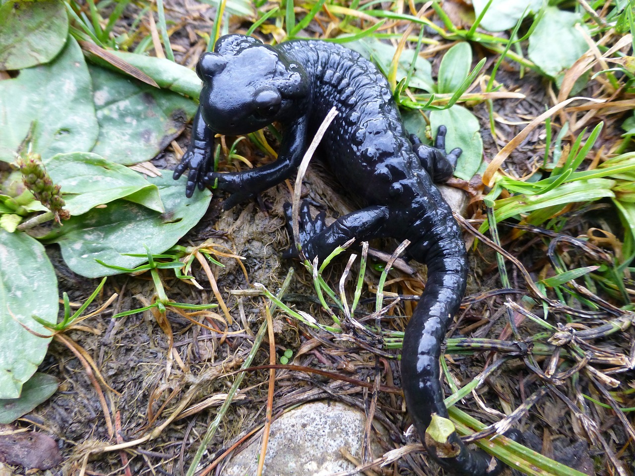 salamander black alpine free photo