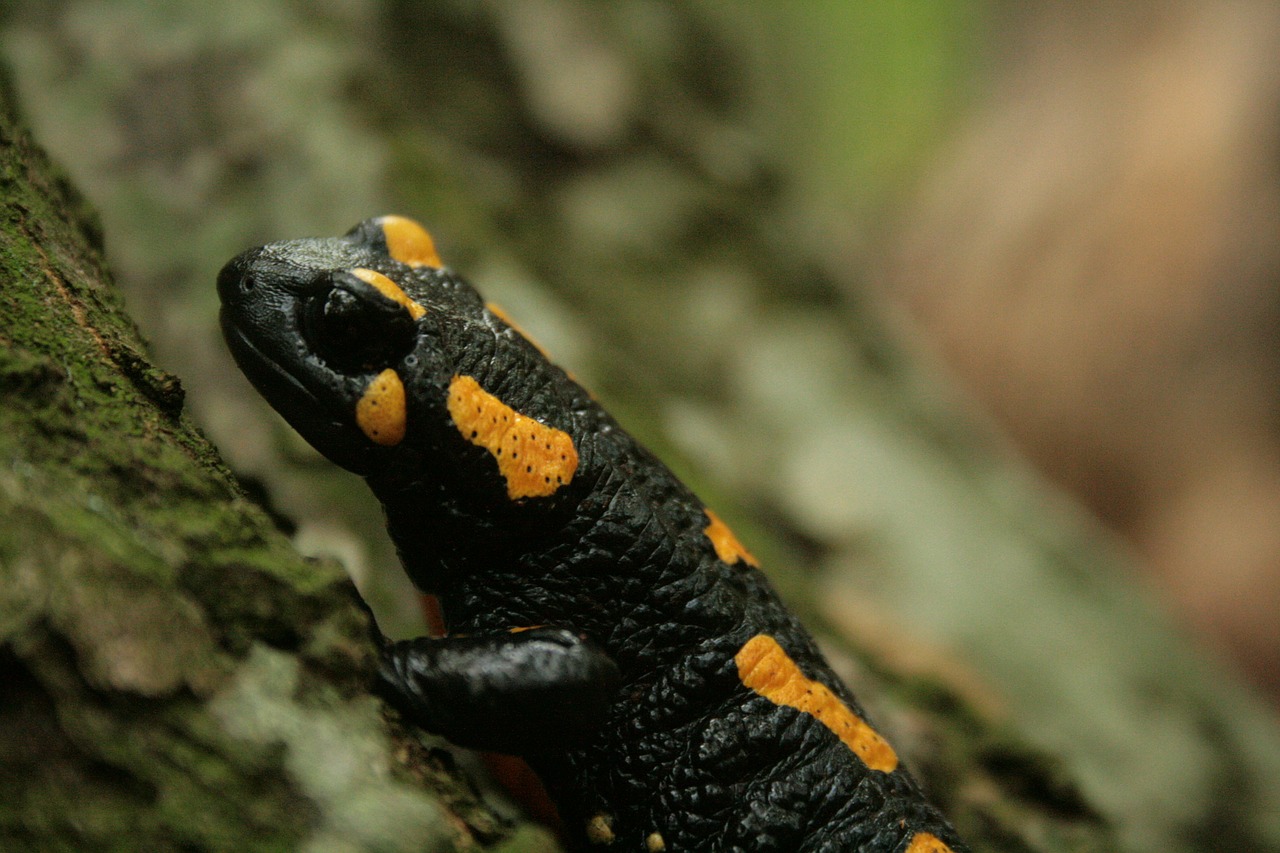 salamander fire salamander leaves free photo