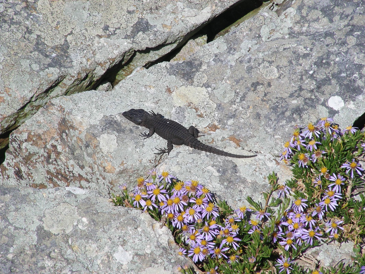 salamander africa stone free photo