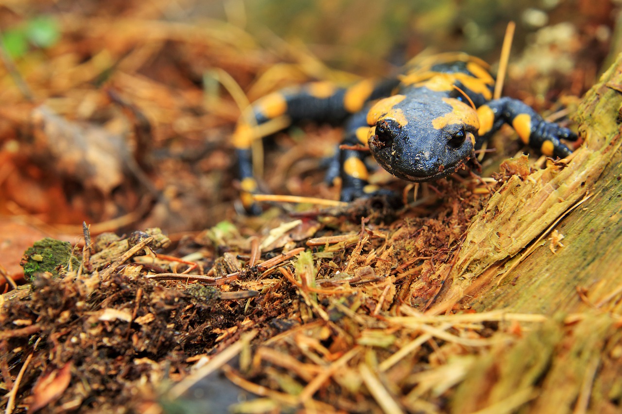 salamander the lizard amphibian free photo