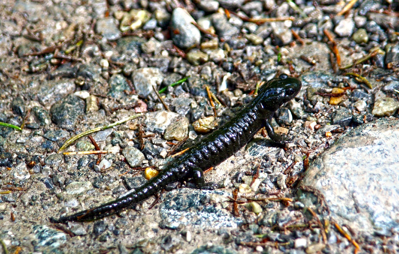 salamander alpine salamander black free photo