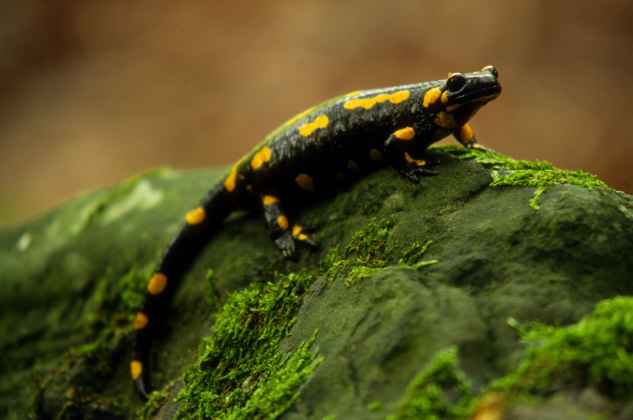 salamander autumn nature free photo