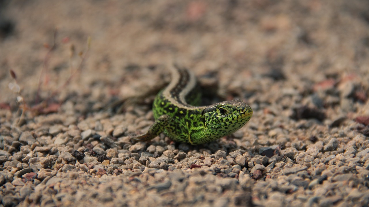 salamander lizard animal free photo