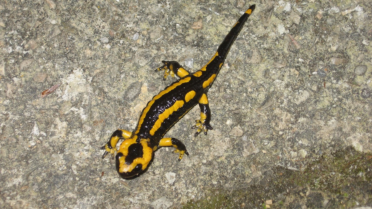 salamander animals nature free photo