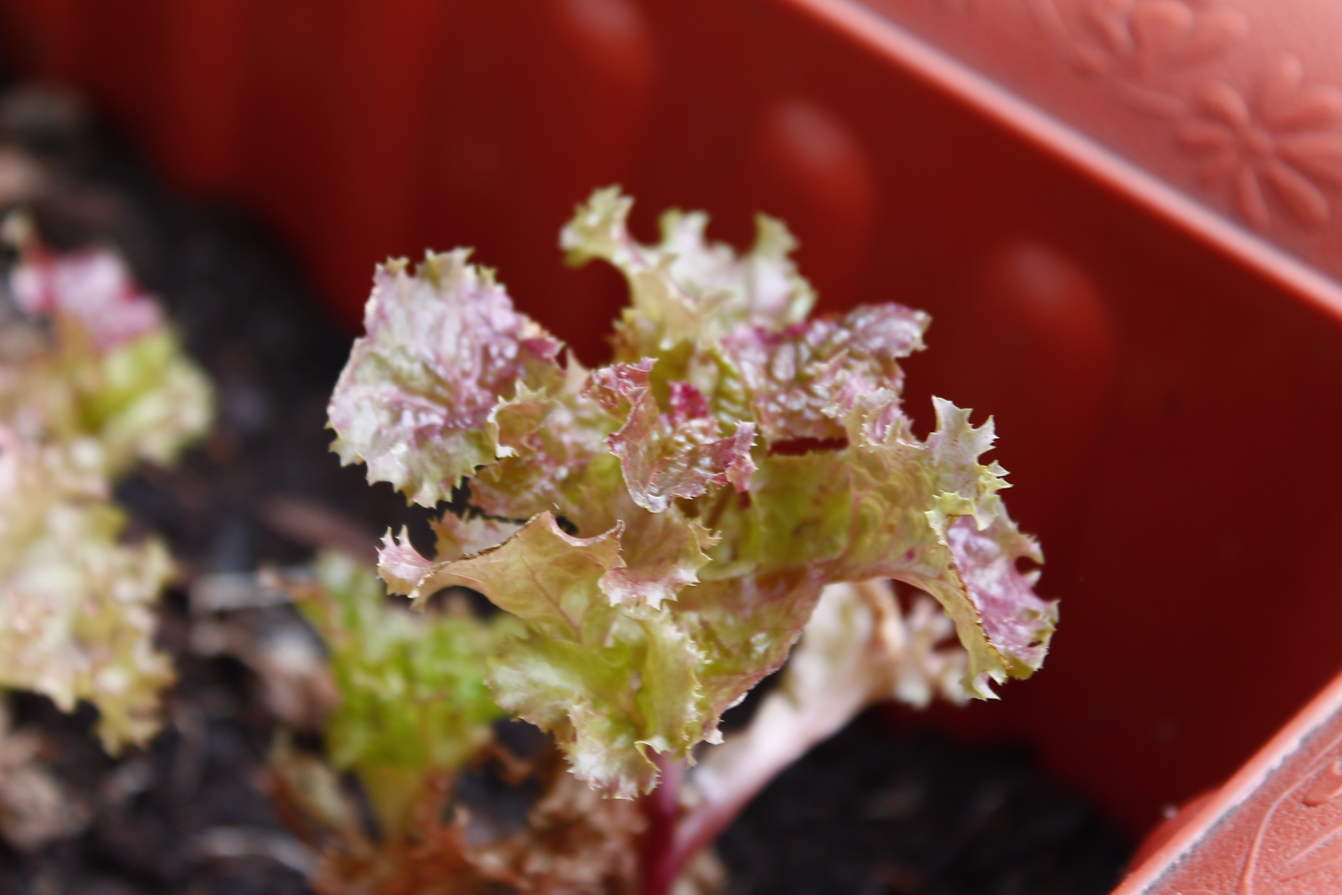 young salad green free photo