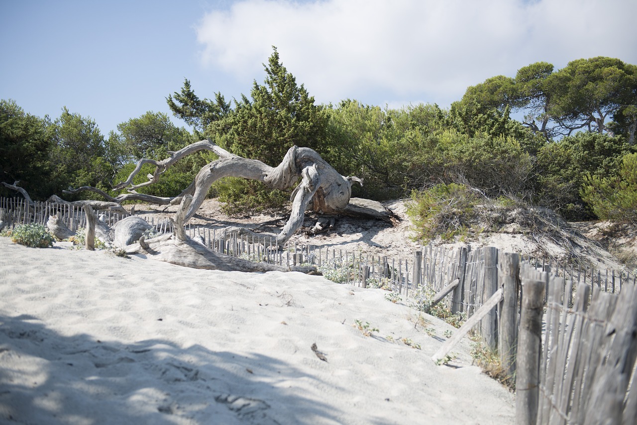 saleccia beach corsican free photo