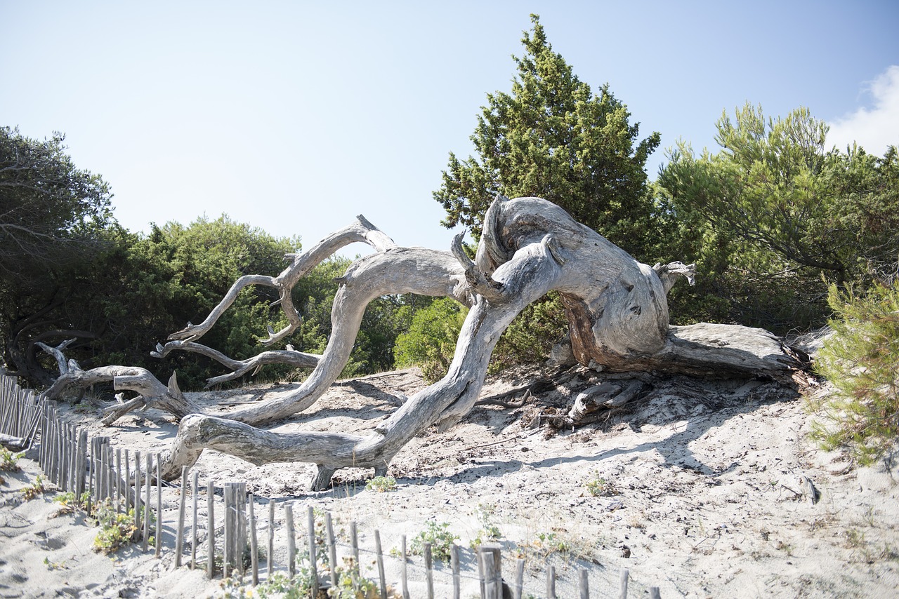 saleccia sea beach free photo