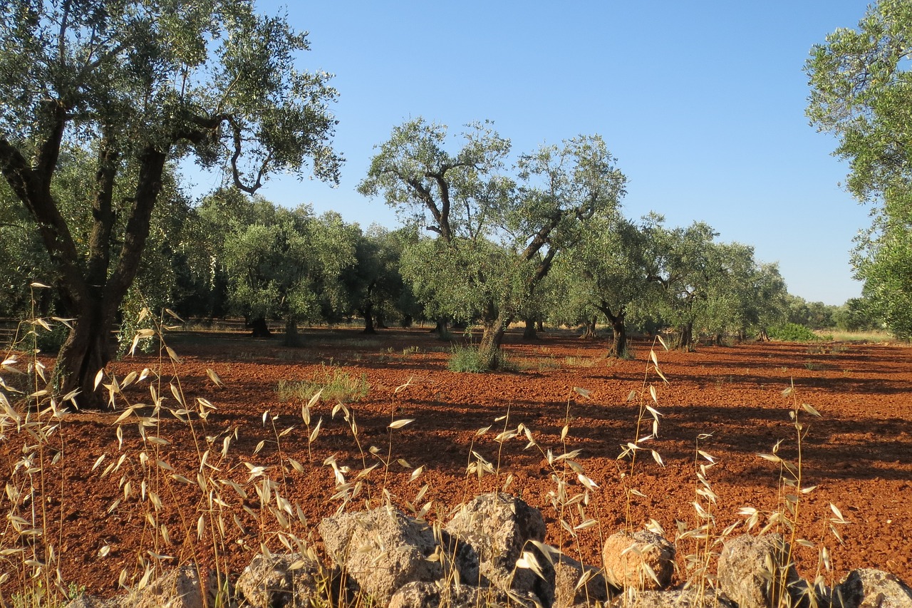 salento olive puglia free photo