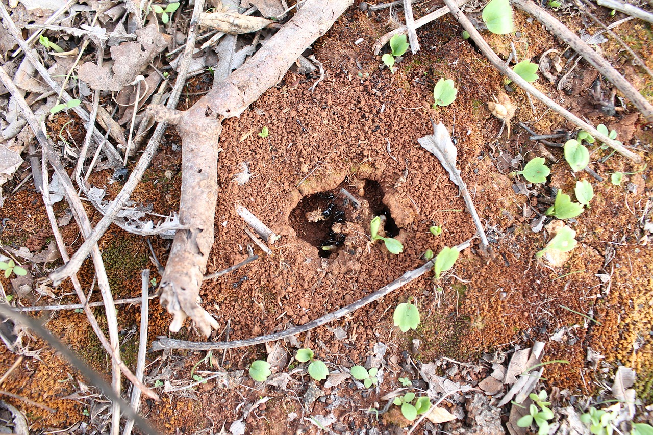 salento anthill ants free photo