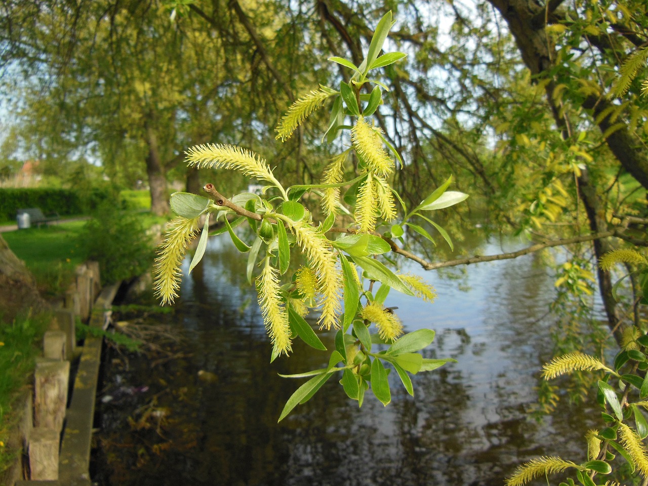 salix old willow catkins free photo