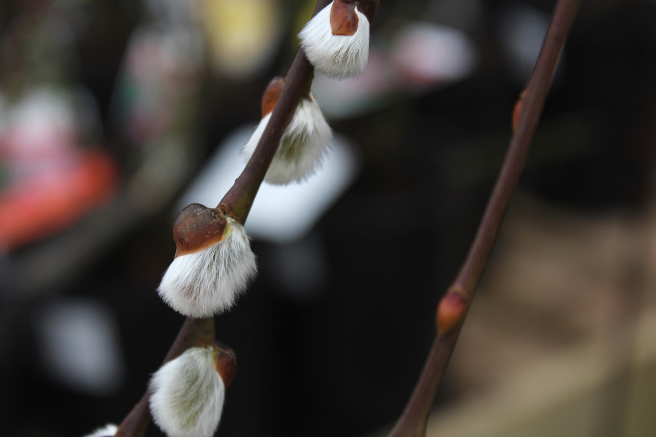 salix goat willow winter garden free photo