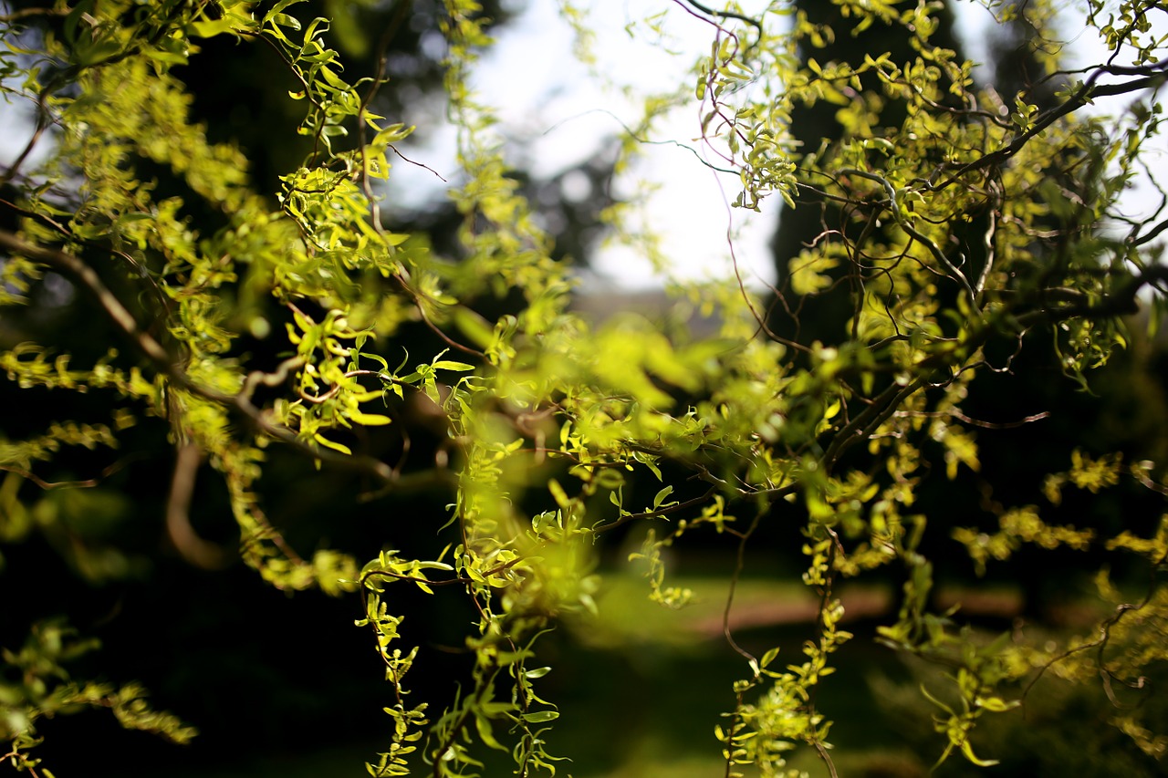 salix matsudana chinese free photo