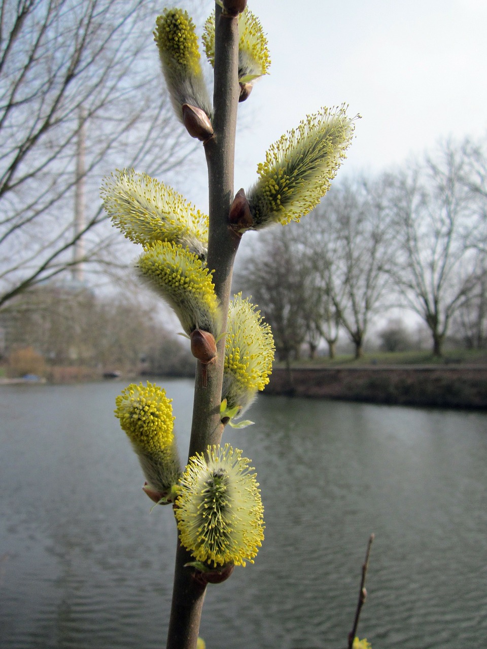 salix caprea plants growth free photo