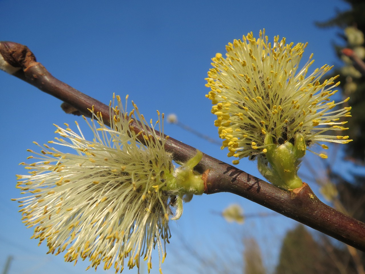 salix caprea goat willow pussy willow free photo
