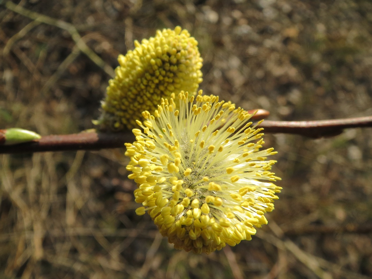 salix caprea goat willow pussy willow free photo