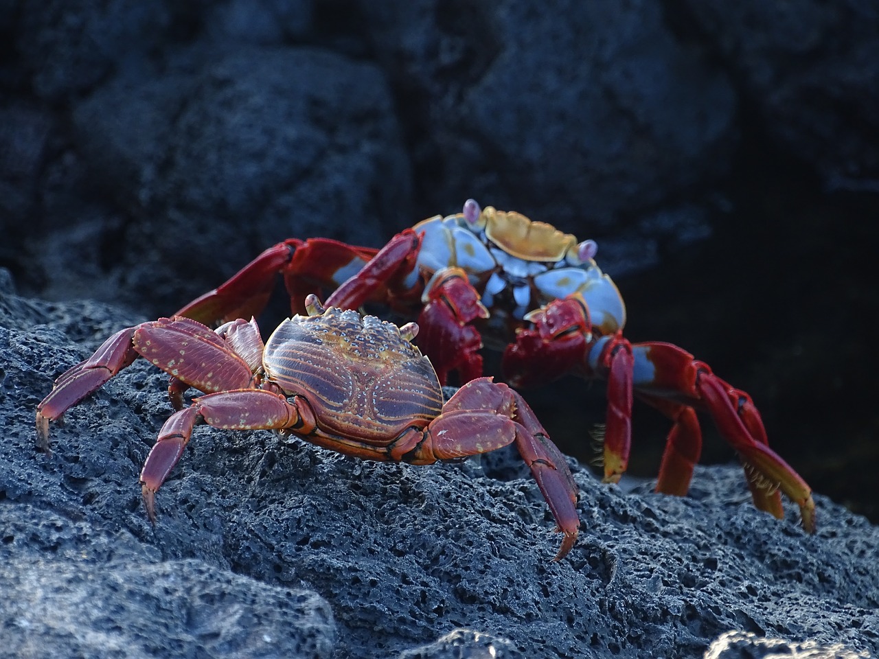 sally lightfoot crab  galapagos  shellfish free photo