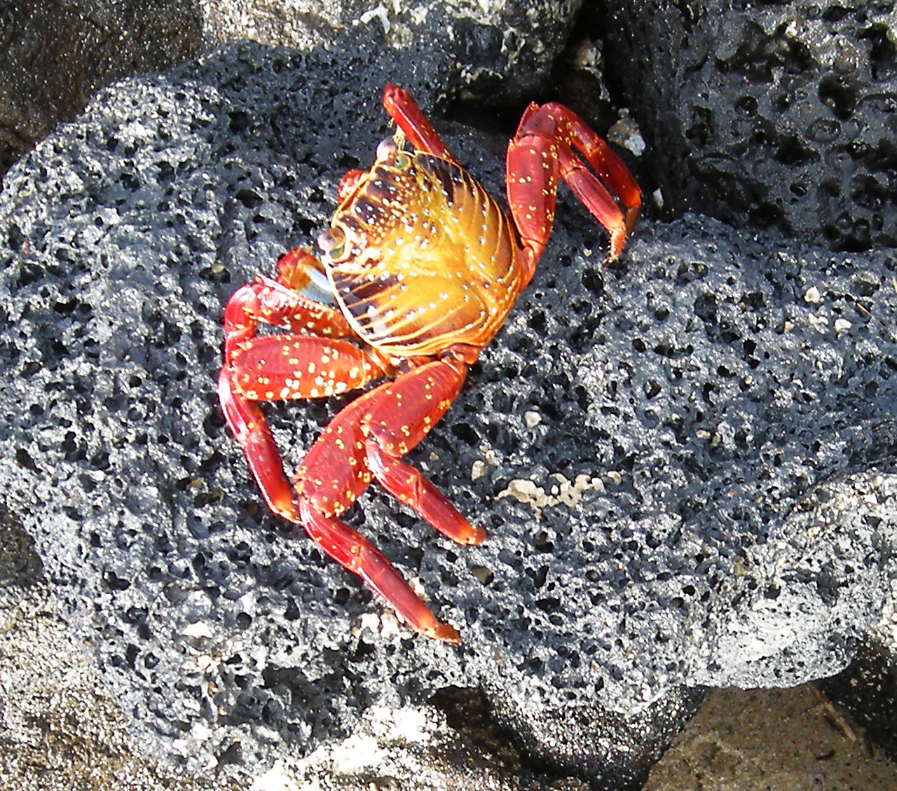 crabs marine water free photo