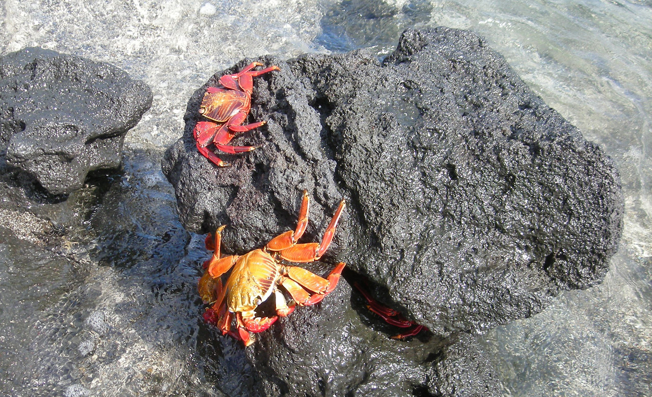 crabs marine water free photo