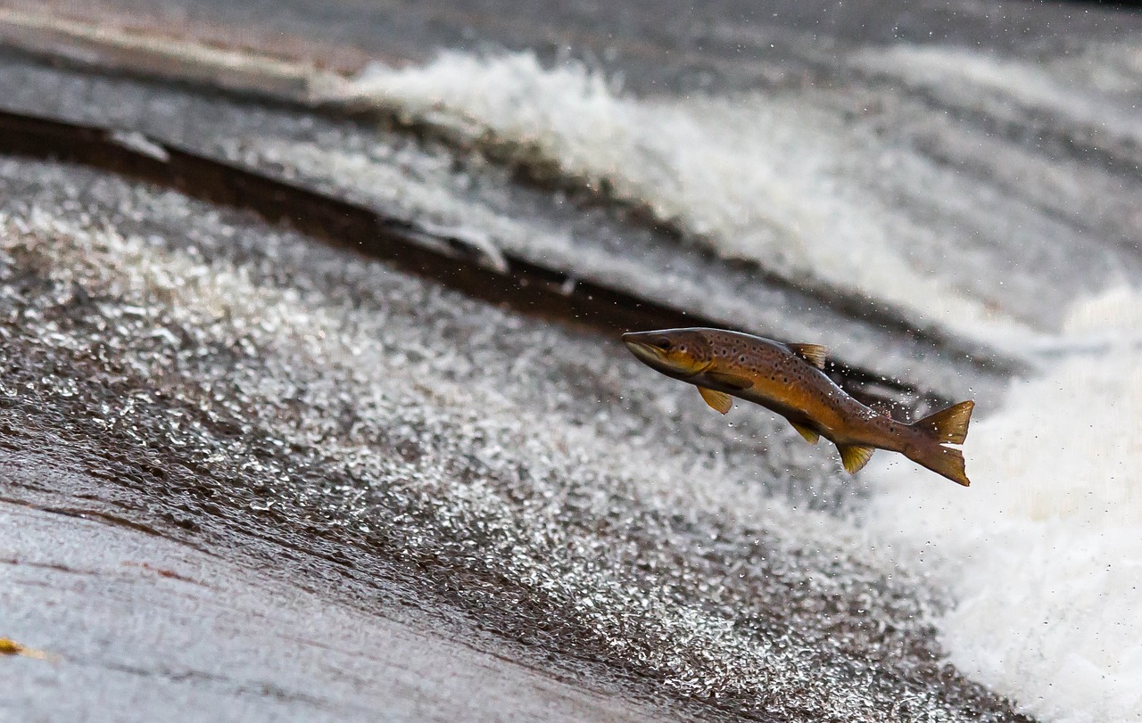 salmon fish run free photo
