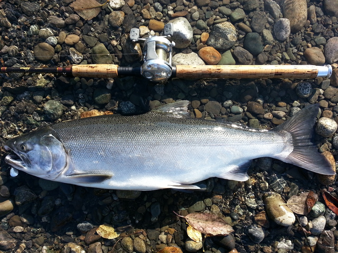 salmon coho fish free photo