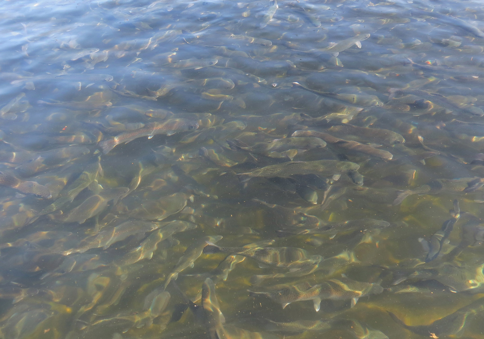 fish hatchery river free photo