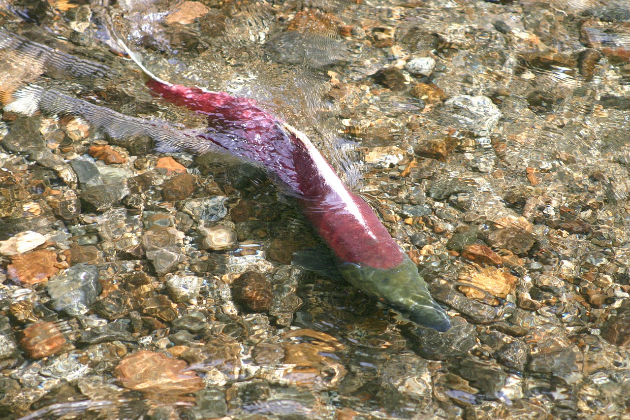 salmon fish alaska free photo