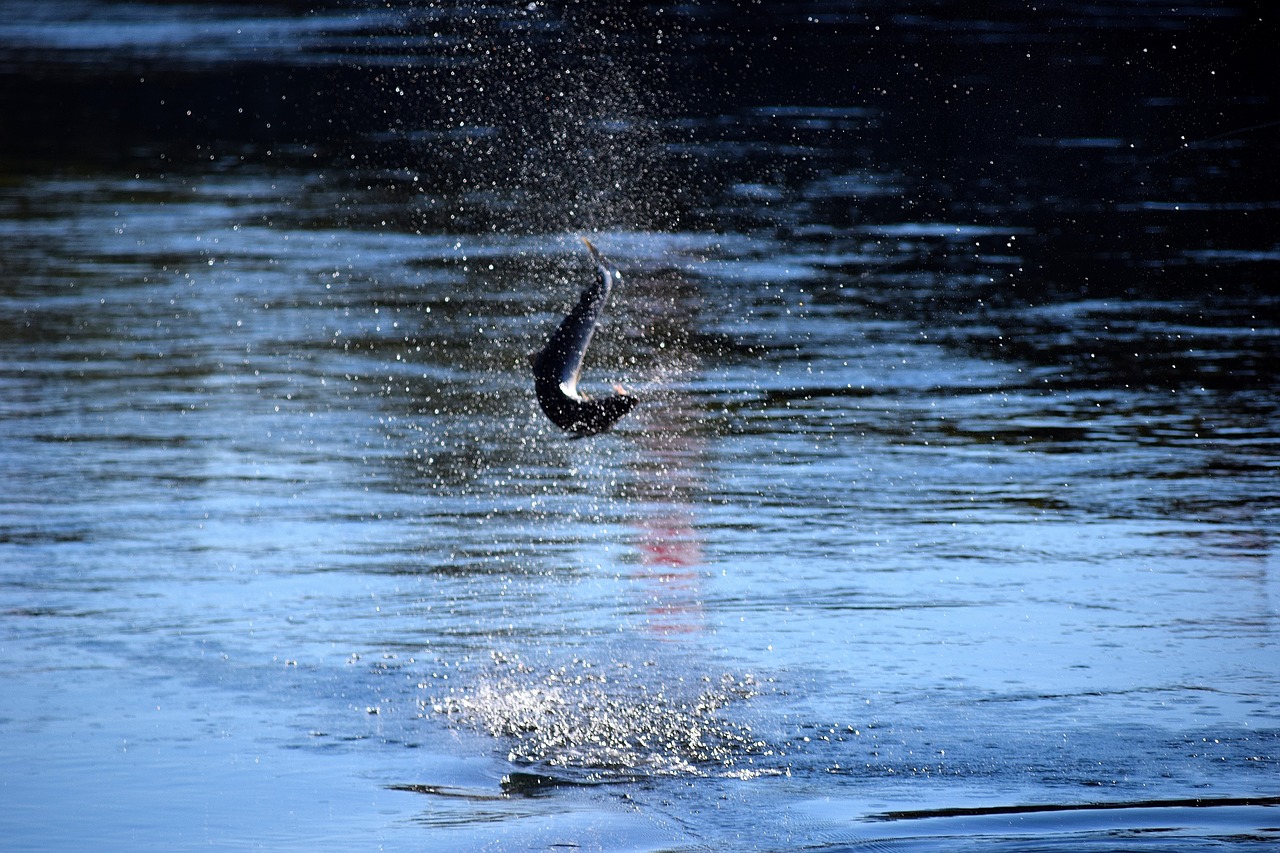 salmon jump norway free photo