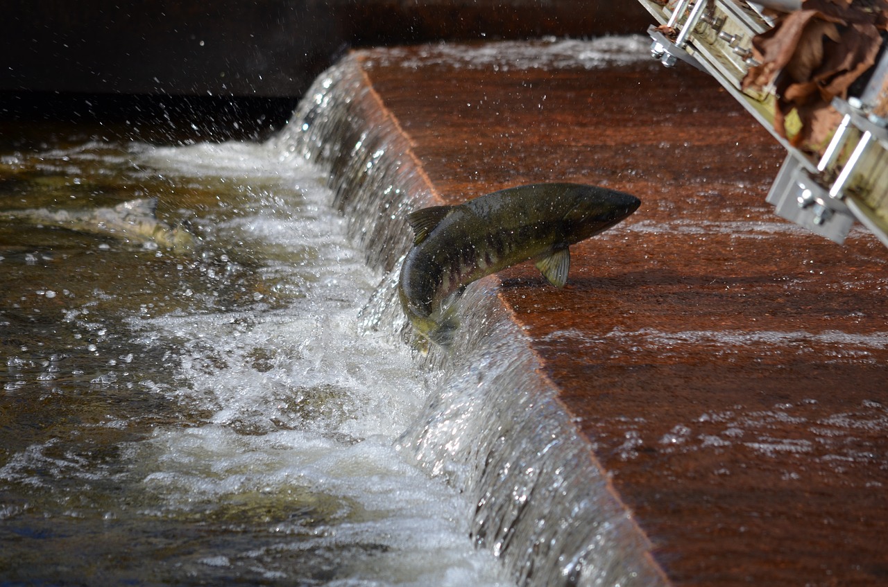 salmon spawning jumping free photo