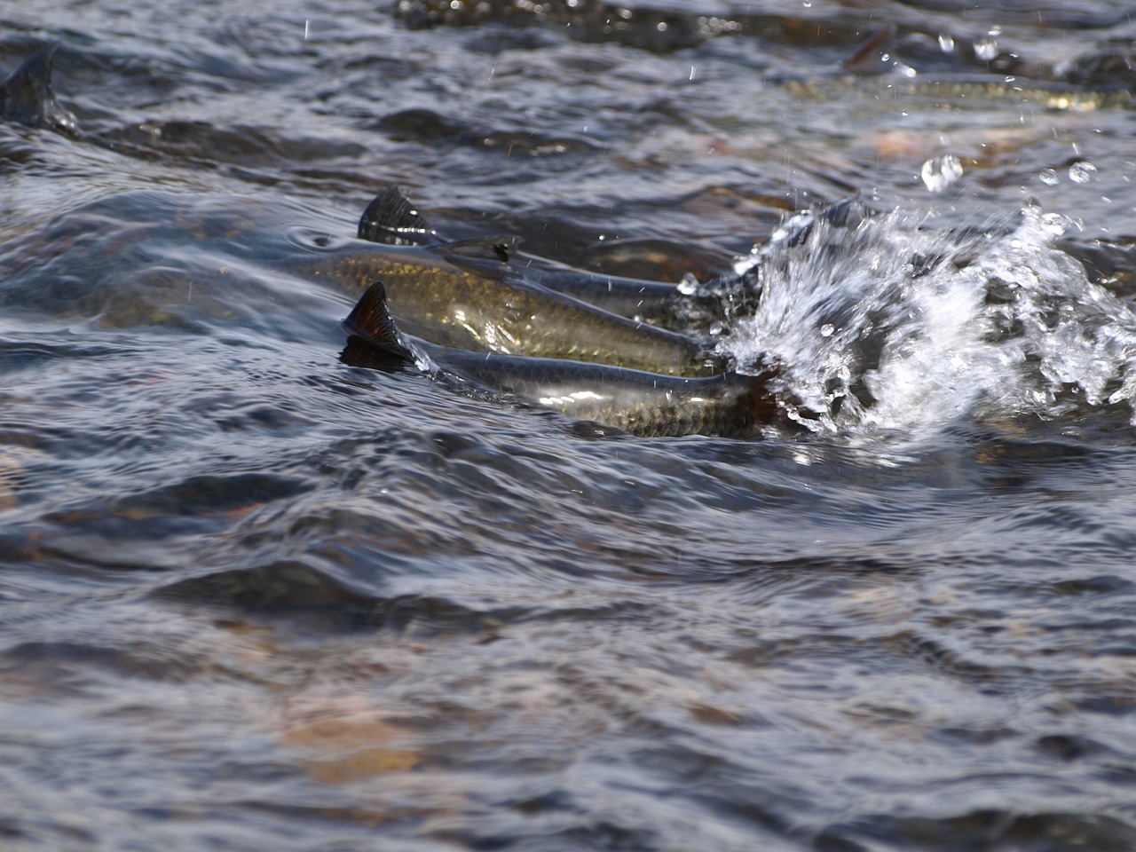 salmon water river free photo
