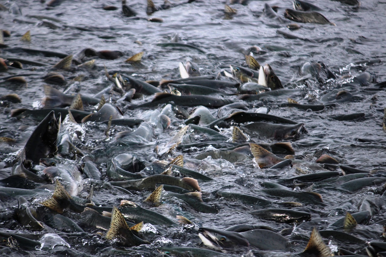 salmon fish salmon migration free photo