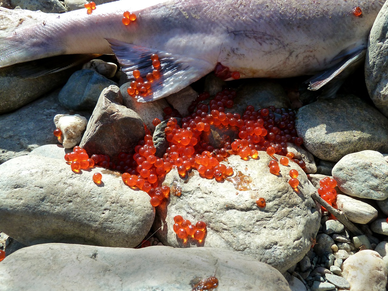 salmon spawning fish eggs free photo