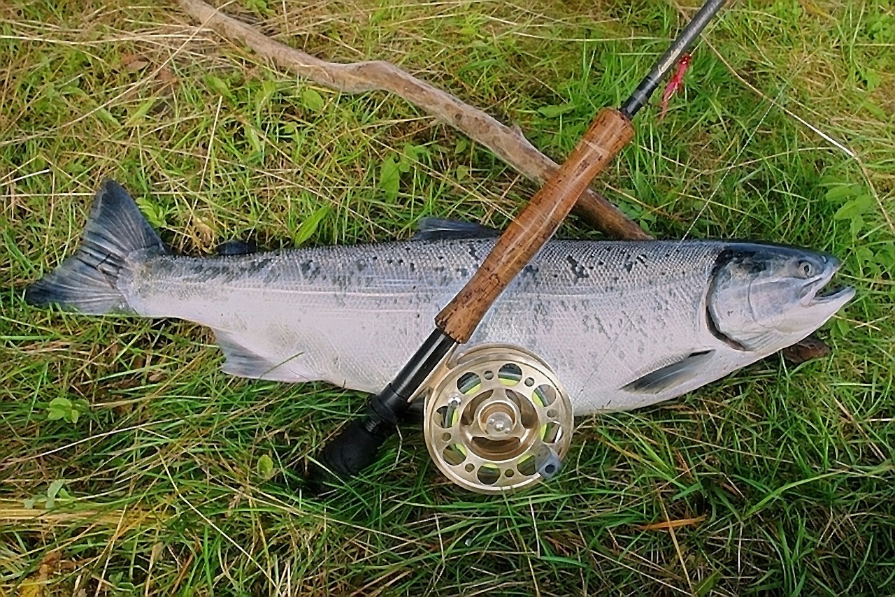 salmon rod reel free photo