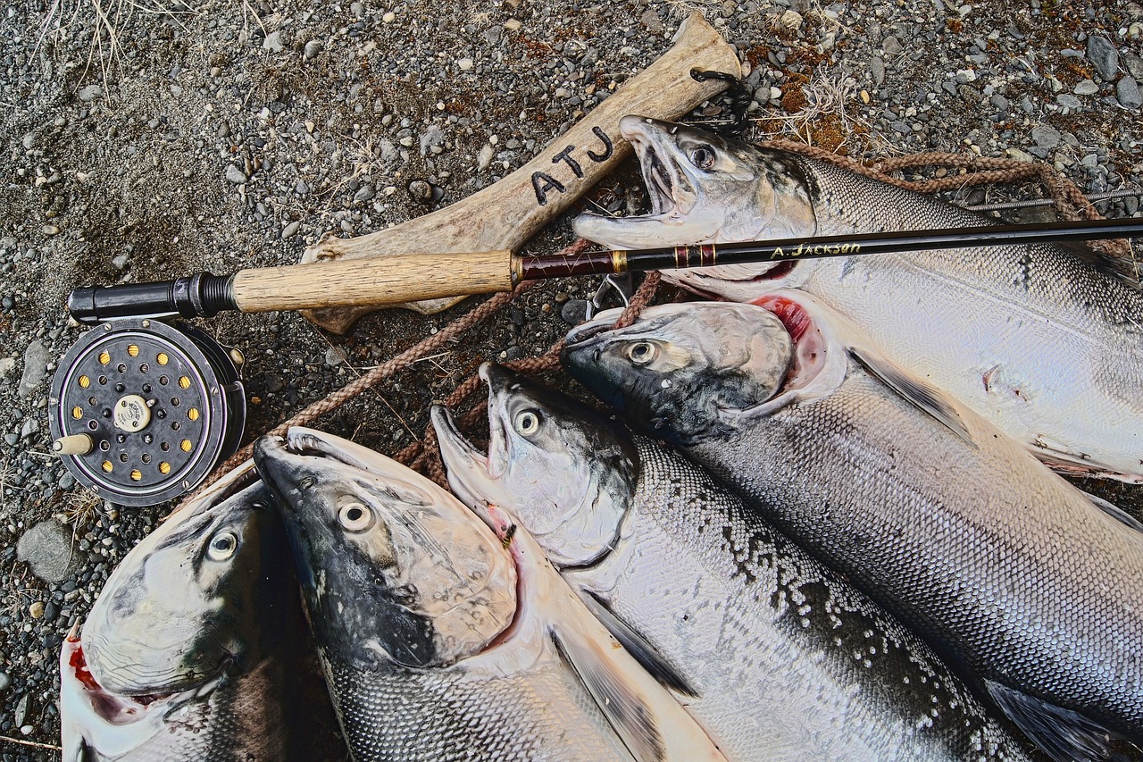 salmon alaska fishing free photo