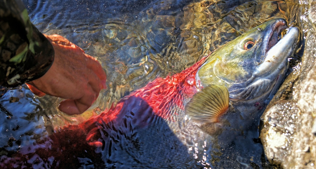 salmon river fish free photo