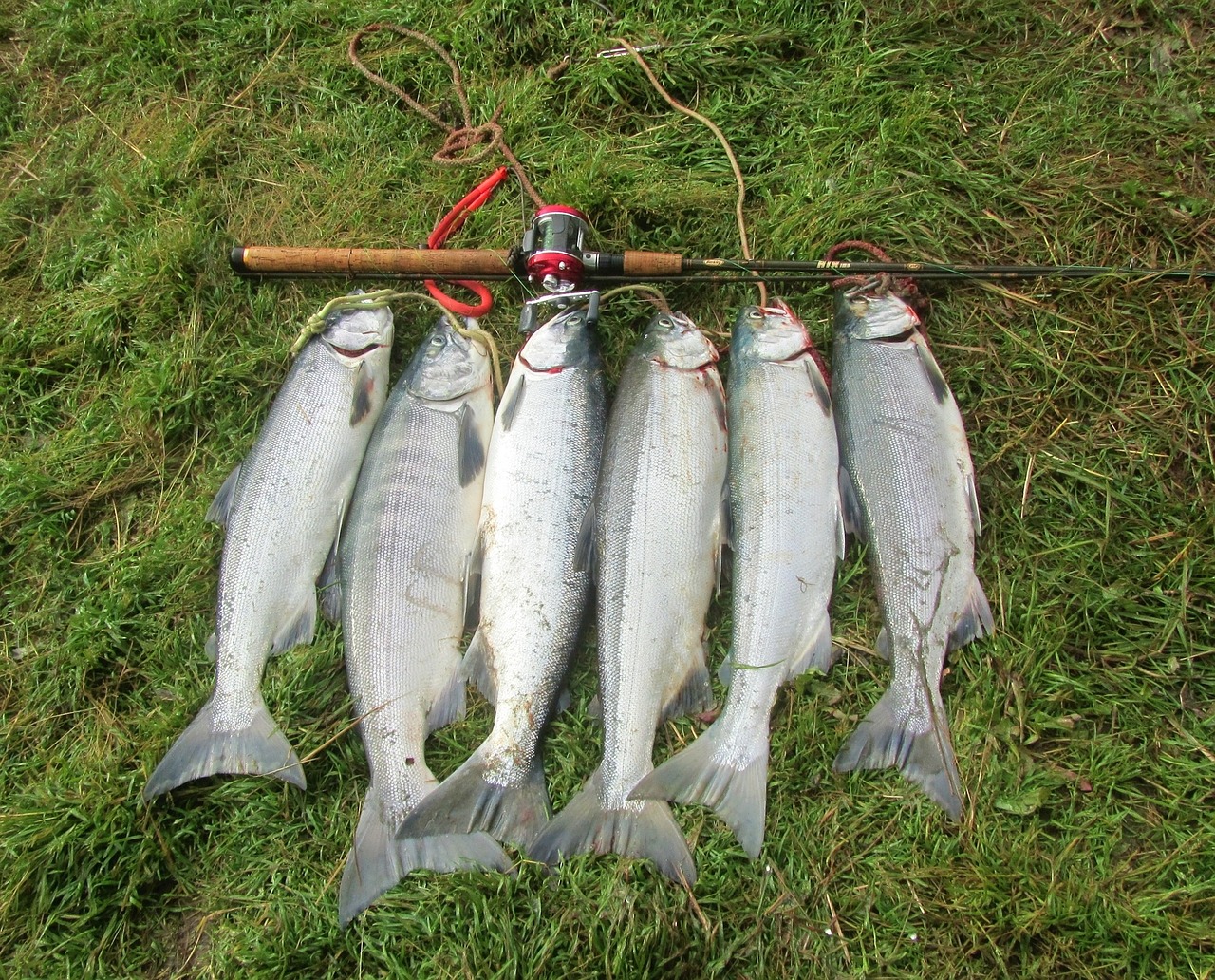 salmon sockeye fishing free photo