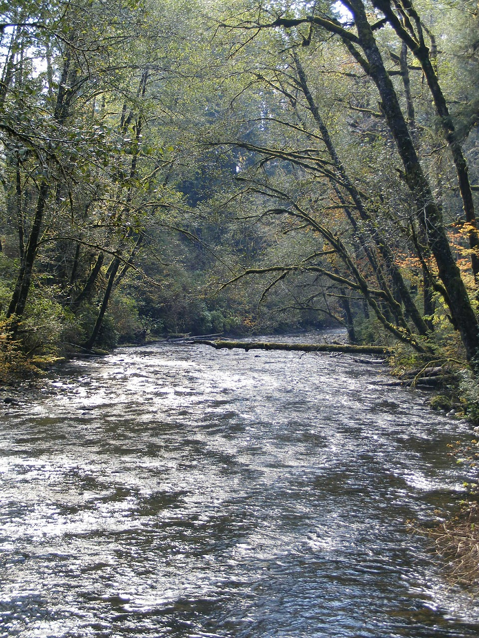 salmon river oregon salmon free photo