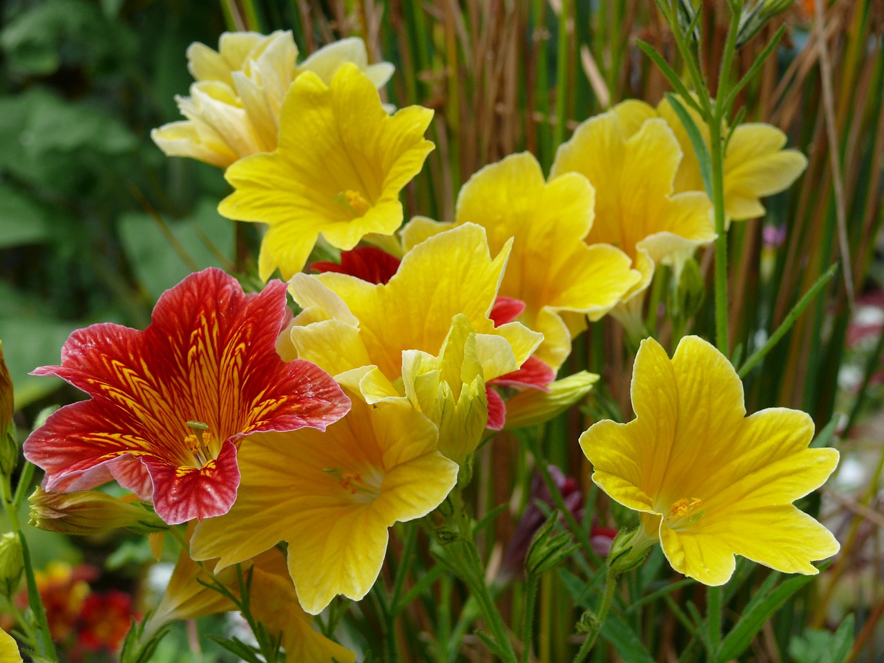 salpiglossis yellow red free photo