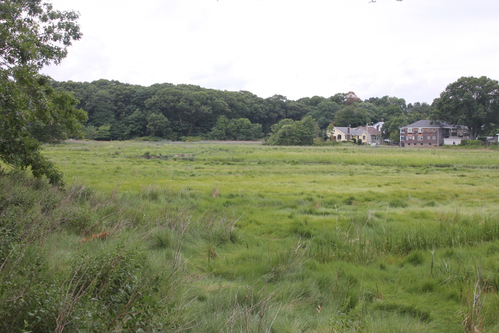 salt marsh salt marsh free photo