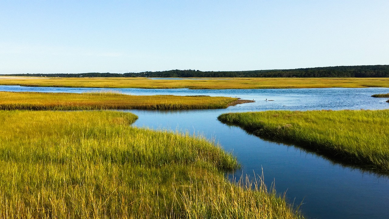 salt marsh cape cod ocean free photo