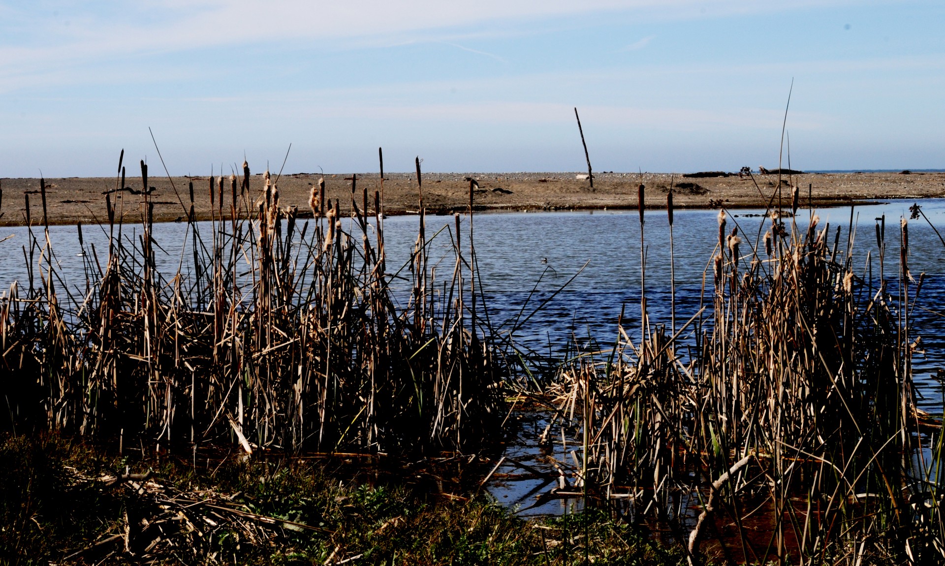 marsh wetland wetlands free photo