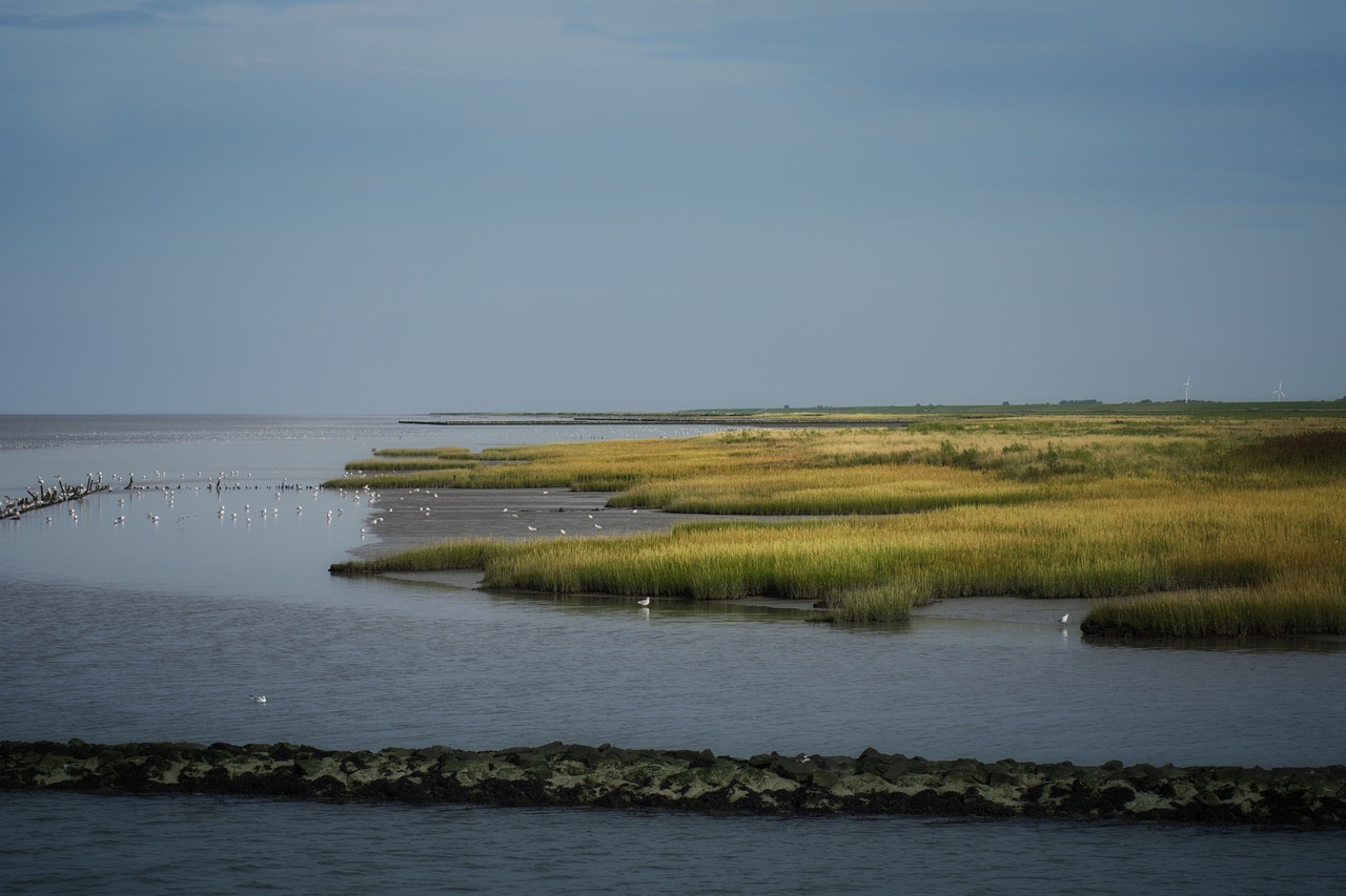 salt marshes  north sea  watts free photo