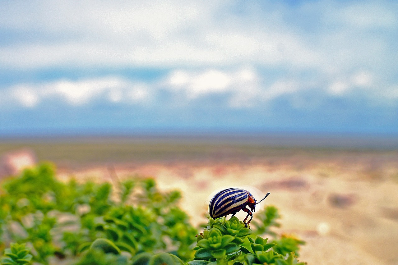 potato beetle beetle insect free photo