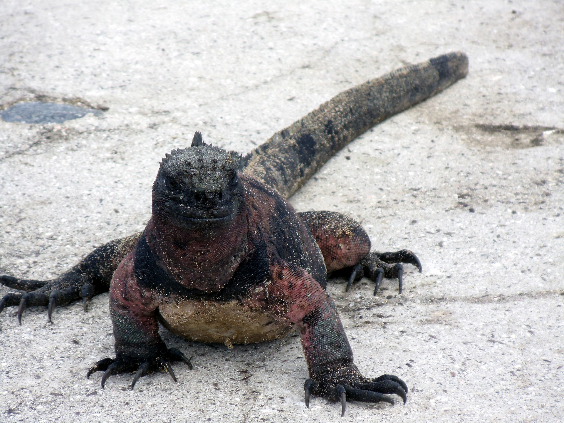 salt water iguana free photo