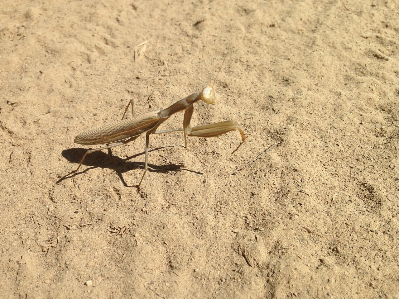 saltamontes insecto grasshopper free photo