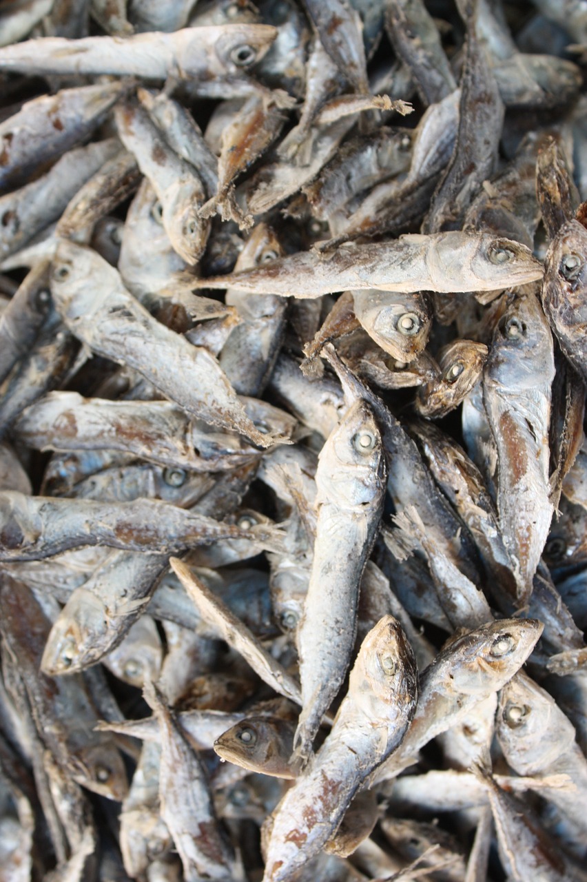 salted fish of the sea sea free photo