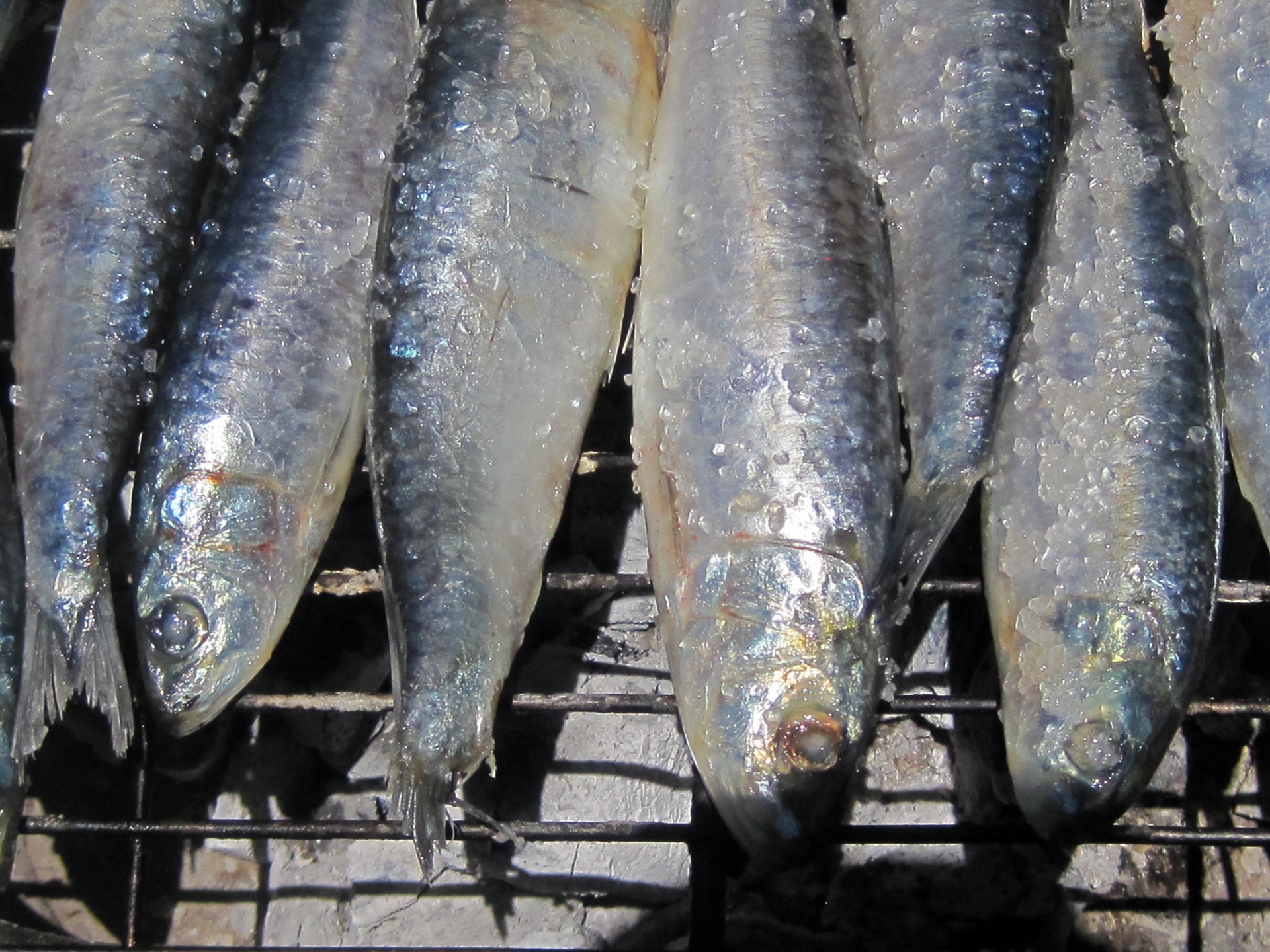 sardines shiny whole free photo
