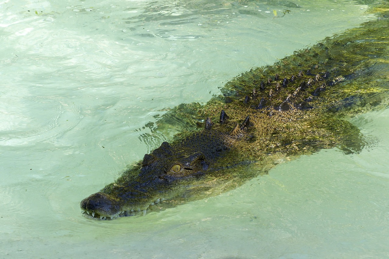 saltwater crocodile reptile free photo