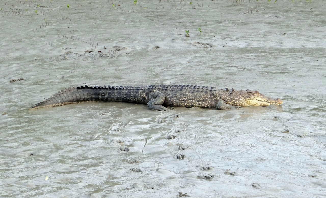 saltwater crocodile crocodylus porosus estuarine free photo