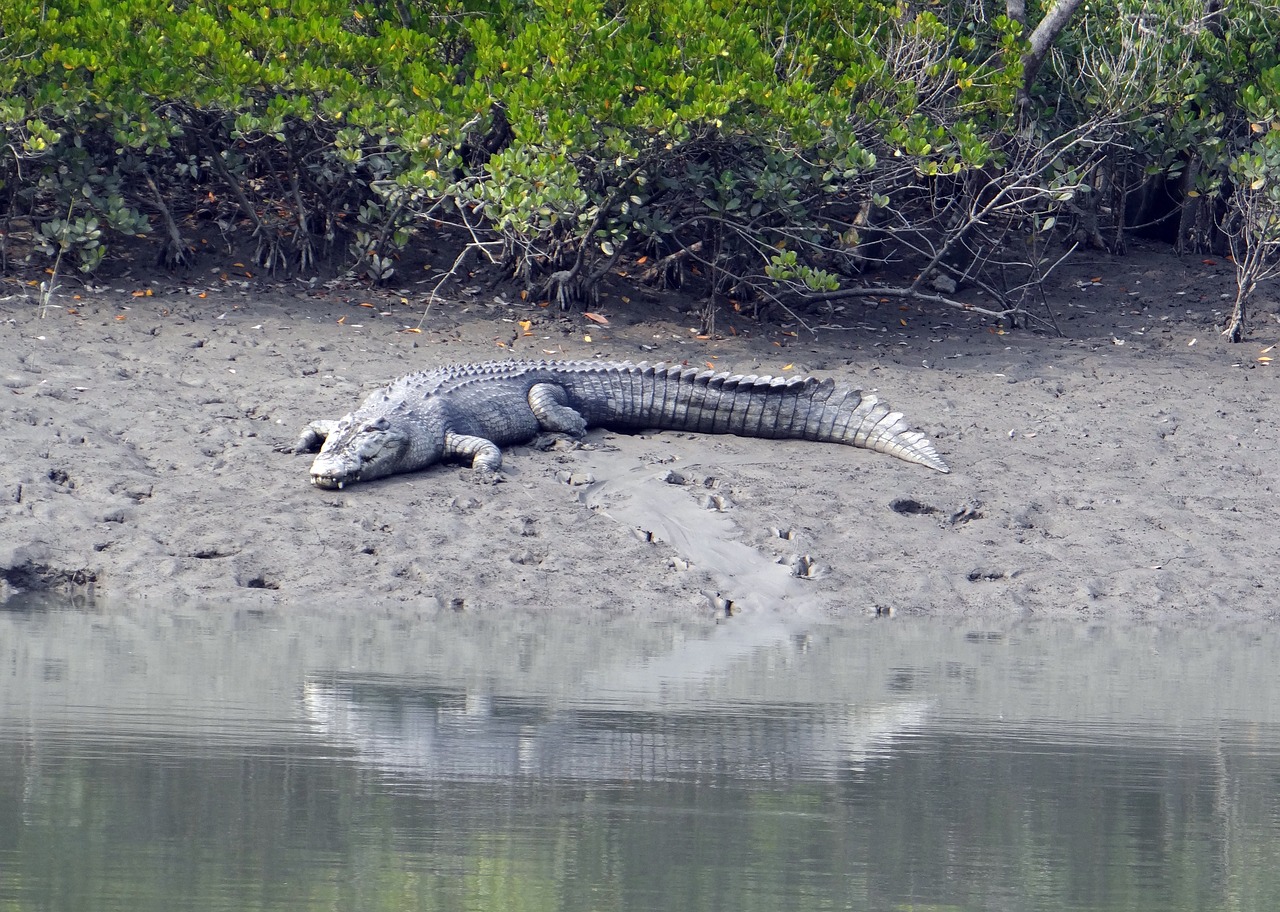 saltwater crocodile crocodylus porosus estuarine free photo