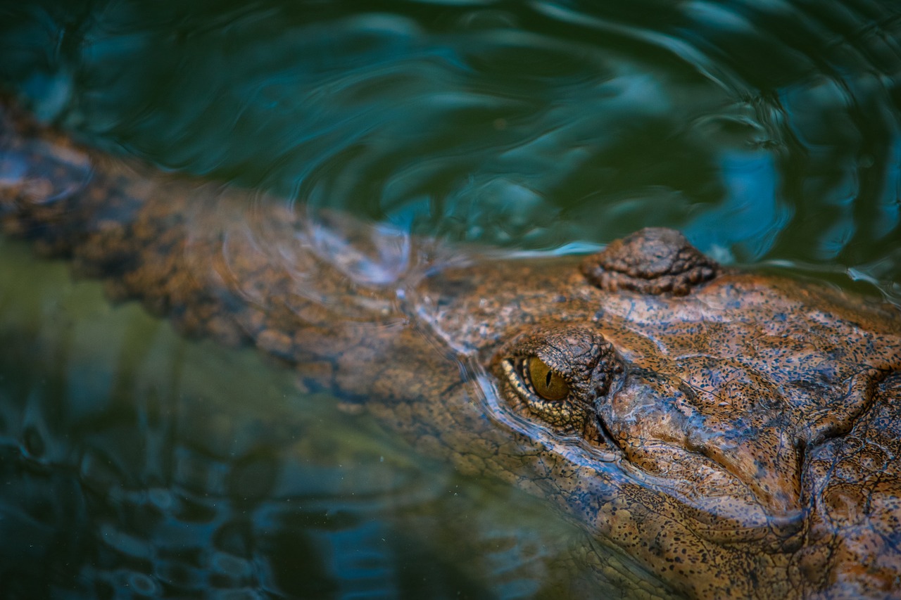 saltwater crocodile  australian  crocodile free photo